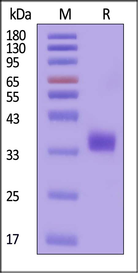 Prolactin R SDS-PAGE