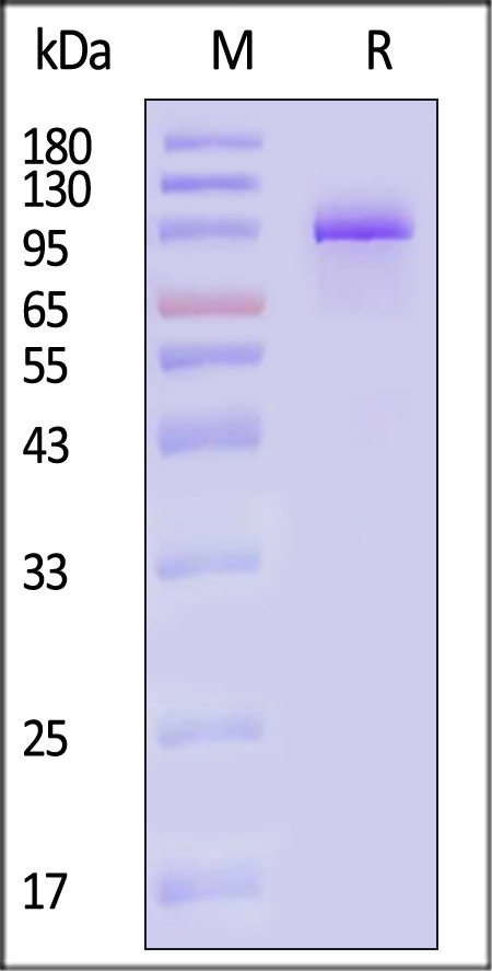 PSMA SDS-PAGE