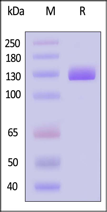 PSMA SDS-PAGE
