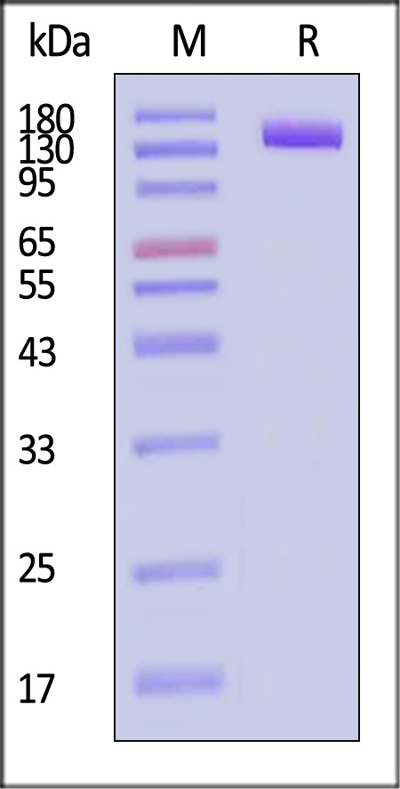 Biotinylated Mouse PSMA / FOLH1 Protein, Fc,Avitag™ (MALS verif