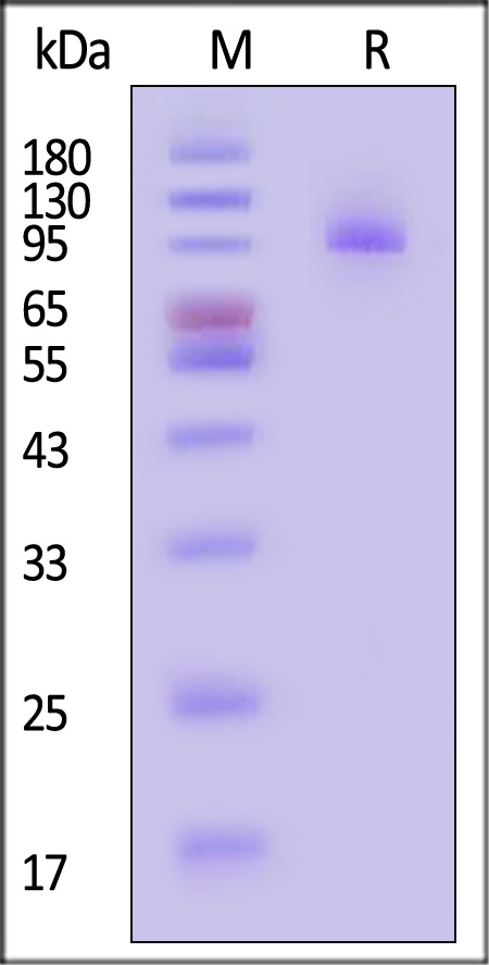 Biotinylated Mouse PSMA / FOLH1 Protein, His,Avitag™