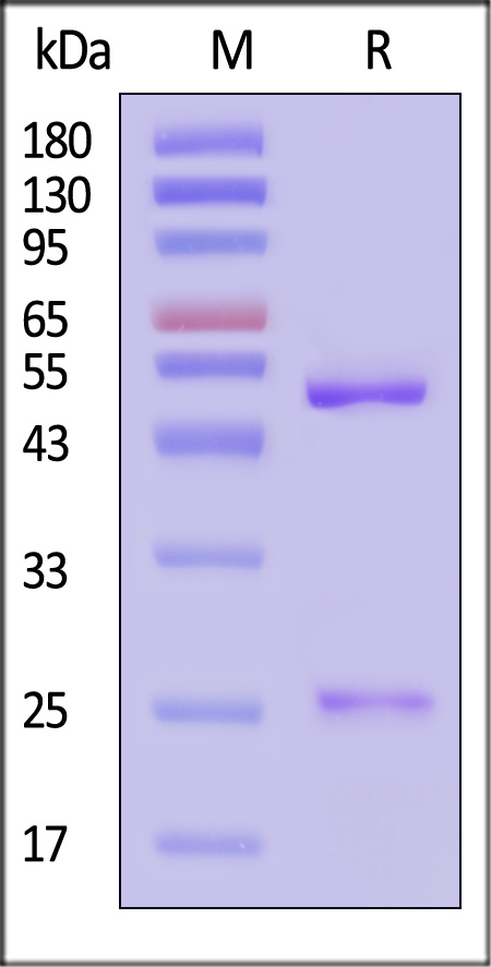 Monoclonal Anti-Human Phospho-Tau (Thr181) Antibody, Mouse IgG2