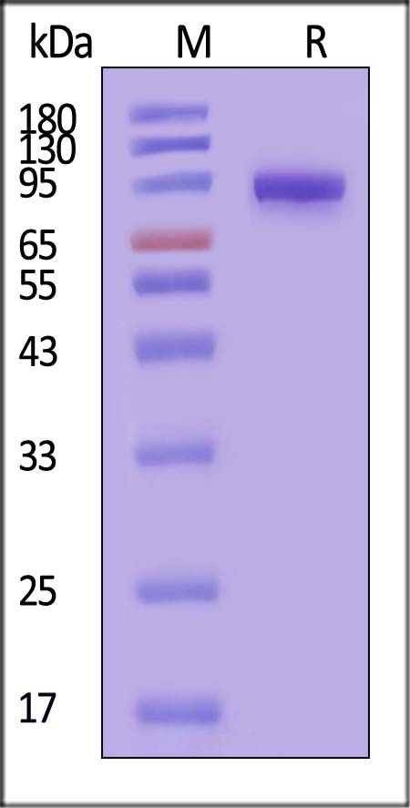 PTK7 SDS-PAGE