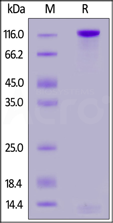 Human PTPRD Protein, His Tag