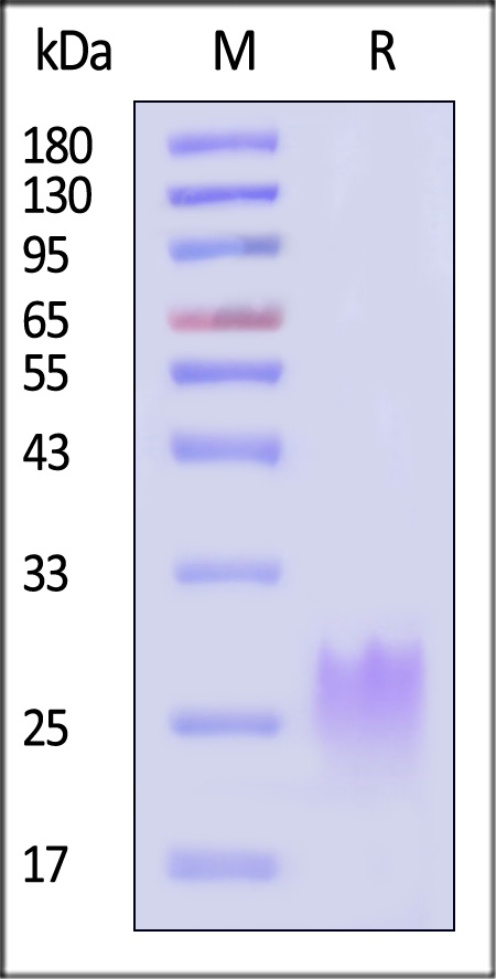 PVRIG SDS-PAGE