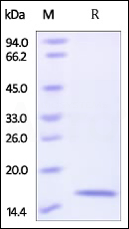 Human Reg4 Protein, His Tag
