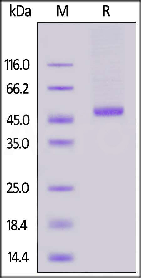 Human RENIN Protein, His Tag