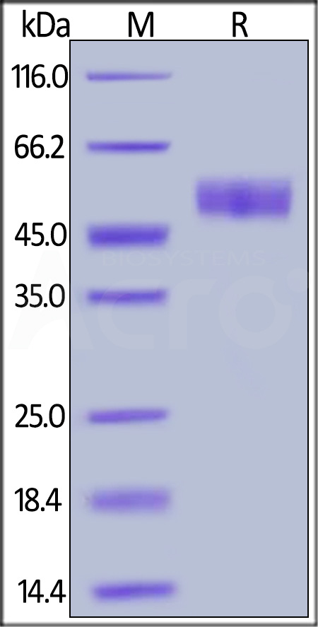 Mouse RENIN Protein, His Tag