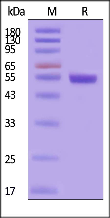 ROR2 SDS-PAGE