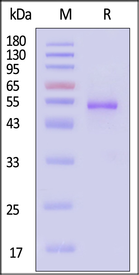 Postfusion glycoprotein F0/post-F protein (HMPV) SDS-PAGE