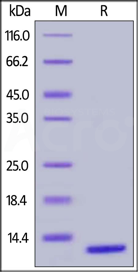 S100A10 SDS-PAGE