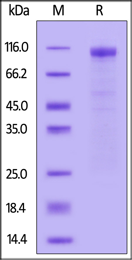 Spike S1 SDS-PAGE