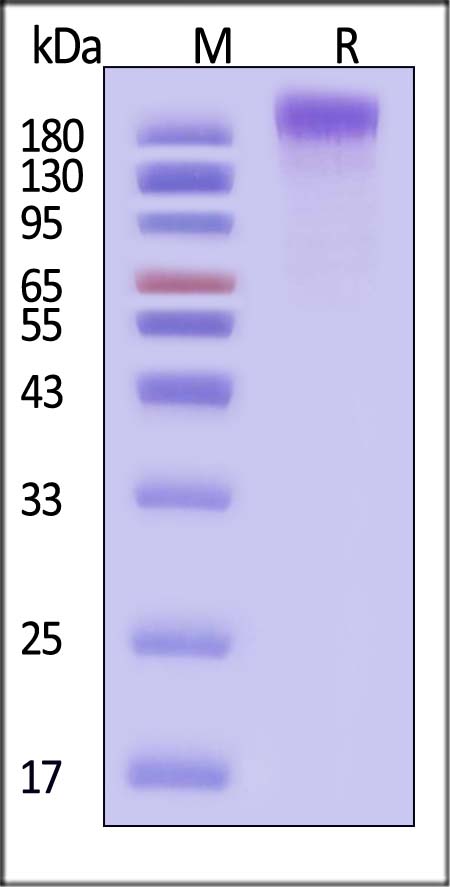 SEZ6 SDS-PAGE