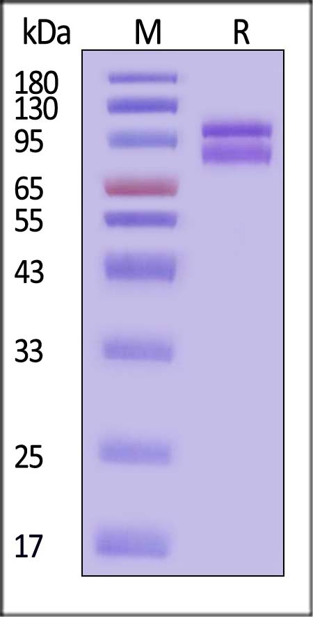 Spike protein SDS-PAGE
