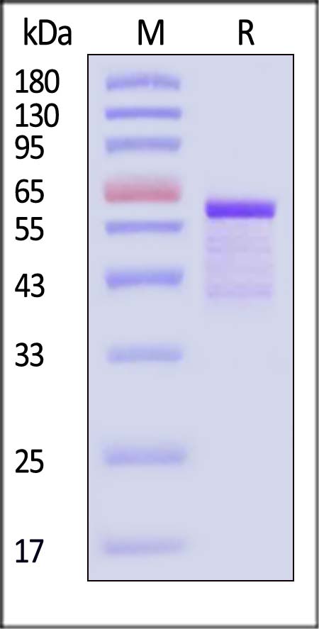 Tau SDS-PAGE