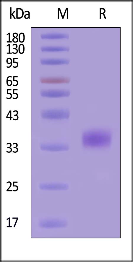 Coagulation Factor III SDS-PAGE