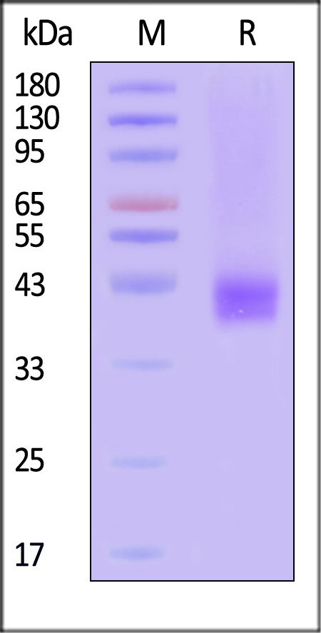 Coagulation Factor III SDS-PAGE