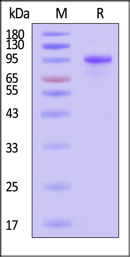 Transferrin R SDS-PAGE