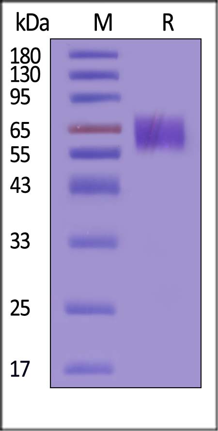 TIM-4 SDS-PAGE