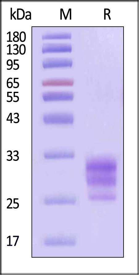 TL1A SDS-PAGE
