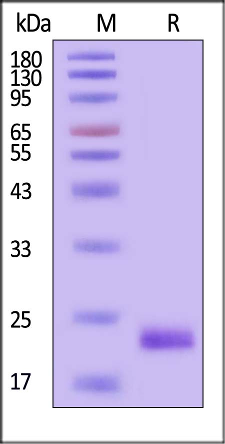 TNF-alpha SDS-PAGE