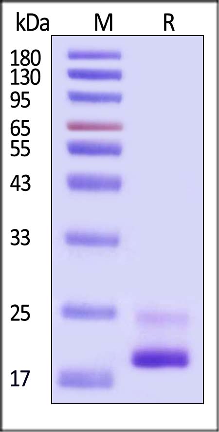 TNF-alpha SDS-PAGE