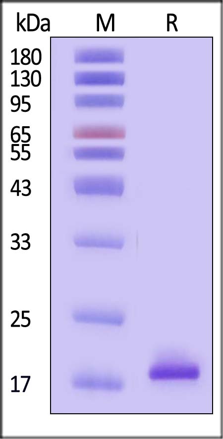 TNF-alpha SDS-PAGE