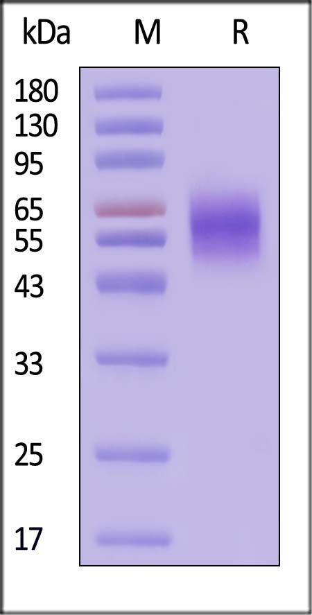 TPBG SDS-PAGE