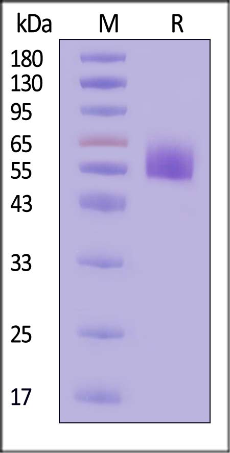 TRAC SDS-PAGE