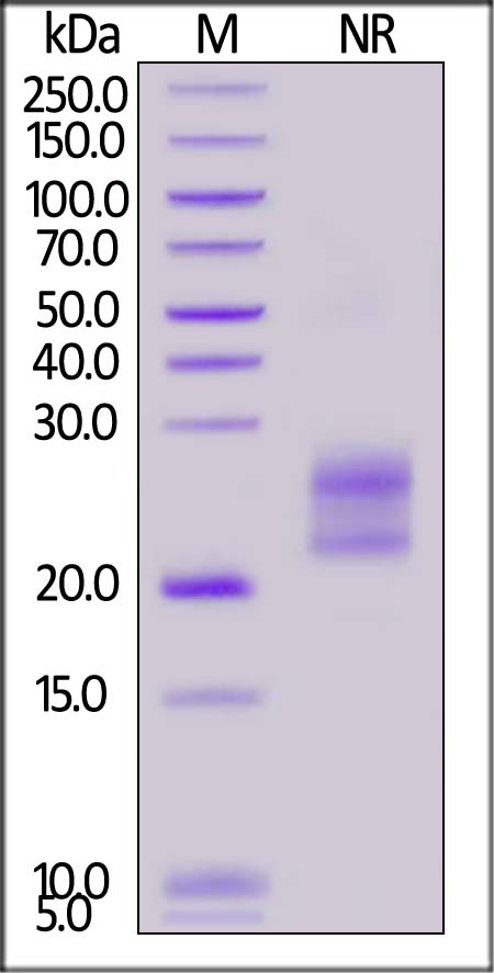 TSLP SDS-PAGE