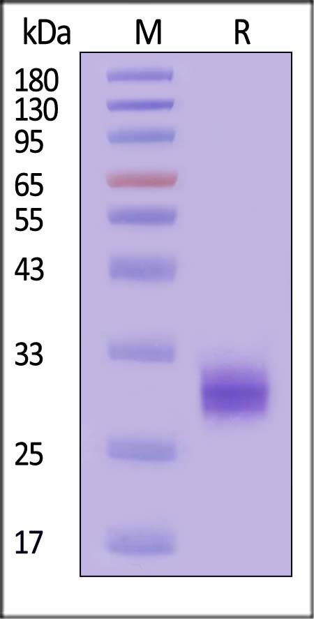 ULBP1 SDS-PAGE