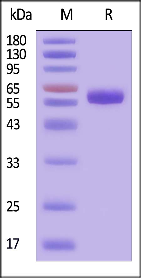 ULBP2 SDS-PAGE