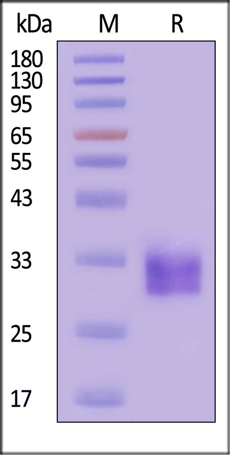 ULBP6 SDS-PAGE