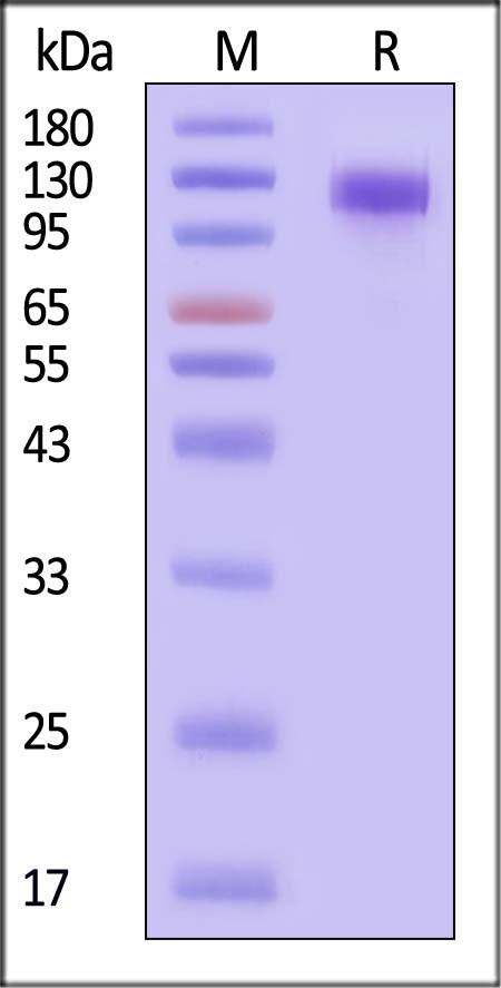 VEGF R2 SDS-PAGE