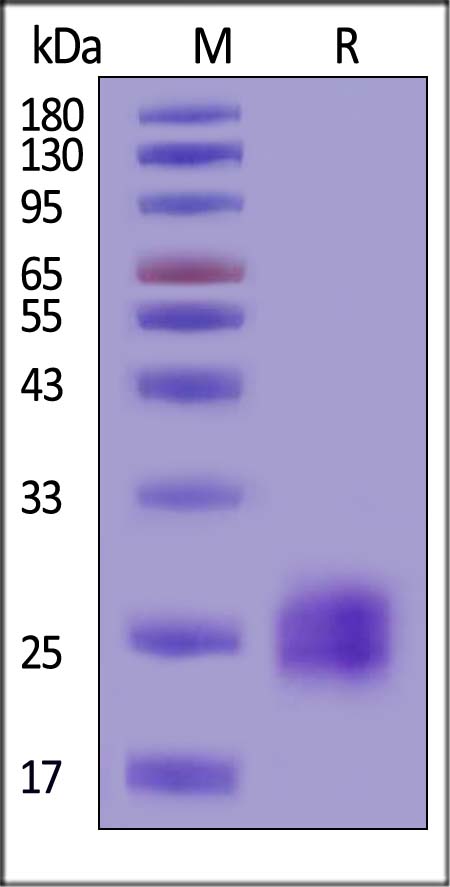 VEGF164 SDS-PAGE