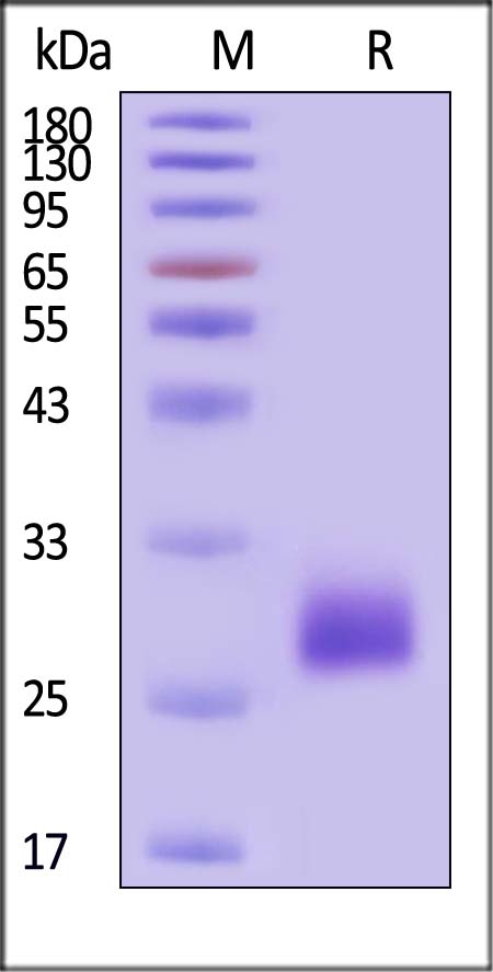 VEGF164 SDS-PAGE