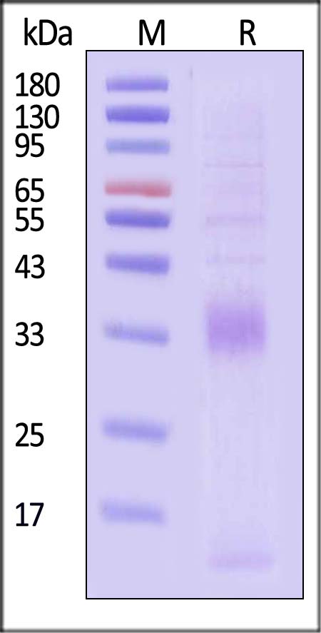 VEGF-B SDS-PAGE