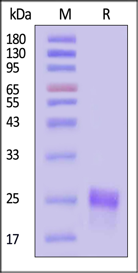 VEGF-C SDS-PAGE