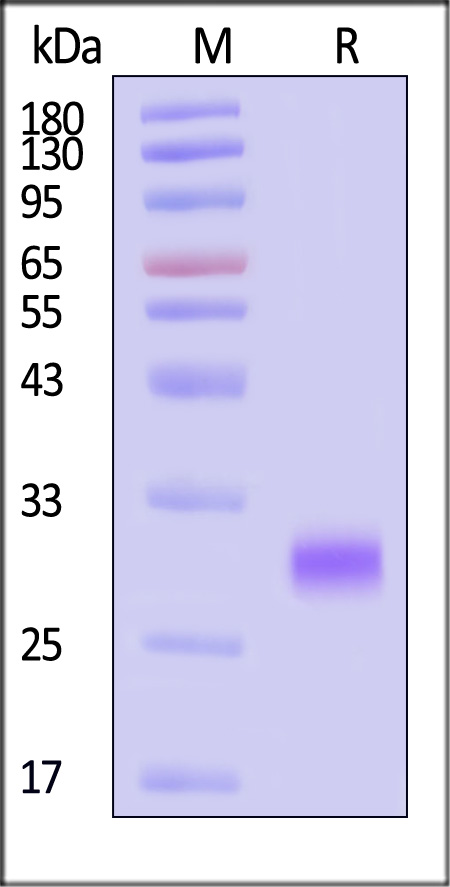 VEGF-D SDS-PAGE