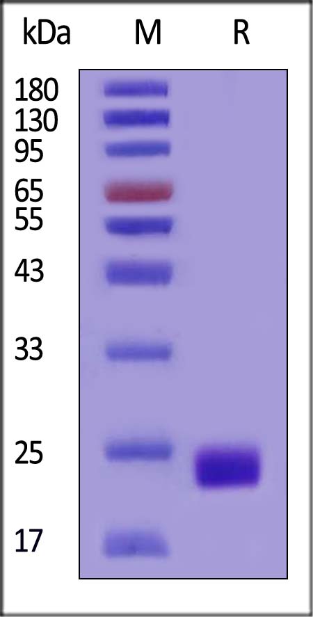 ZNRF3 SDS-PAGE