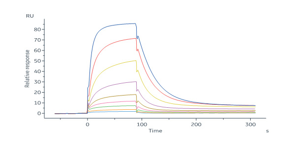 Human 4-1BB / TNFRSF9 Protein, His Tag (MALS verified)