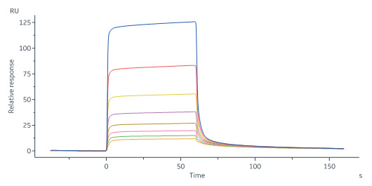 FGF acidic SPR
