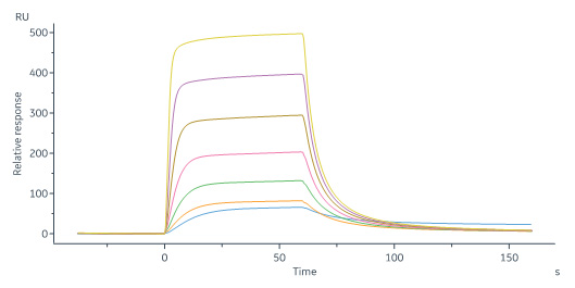 FGF acidic SPR