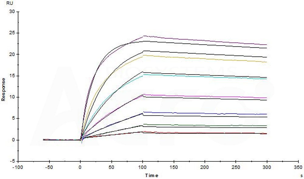 CD20 SPR
