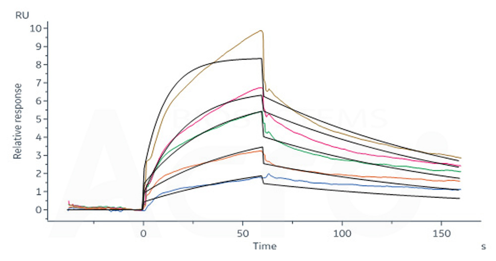 CD36 SPR