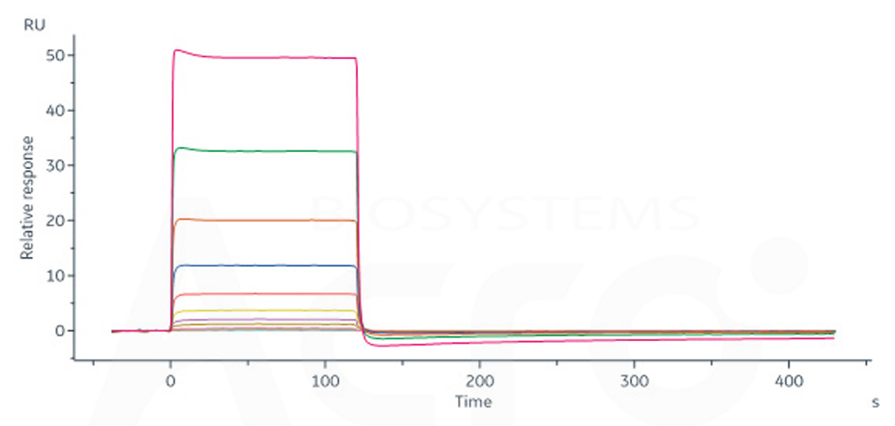 Fc gamma RIIIB / CD16b (NA2) SPR