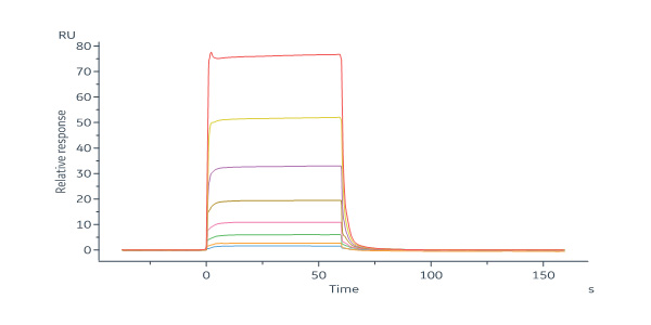 Fc gamma RIIIB / CD16b (NA2) SPR