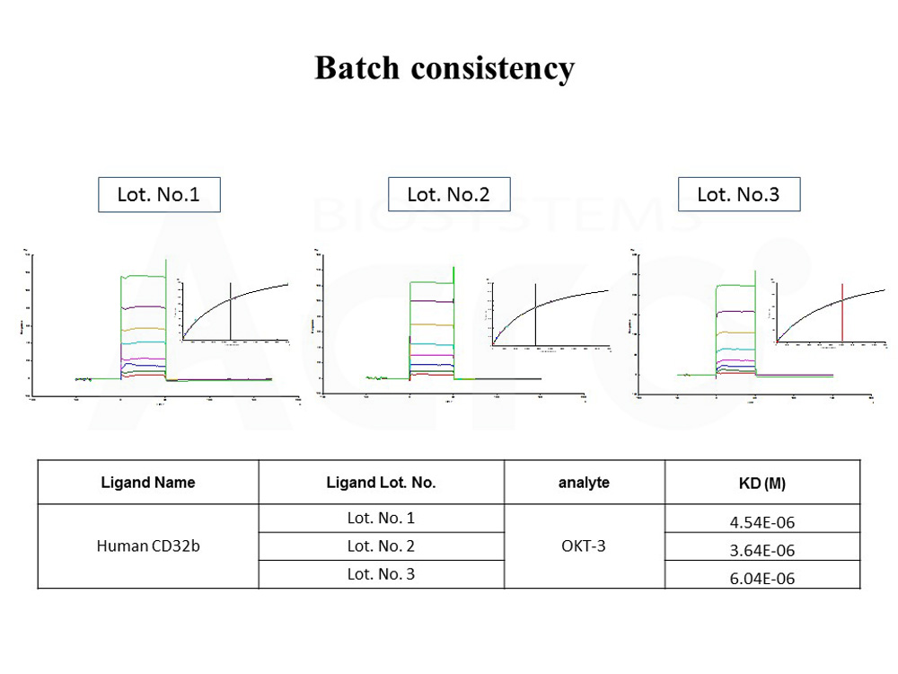 Fc gamma RIIB/C / CD32b/c BATCH SPR