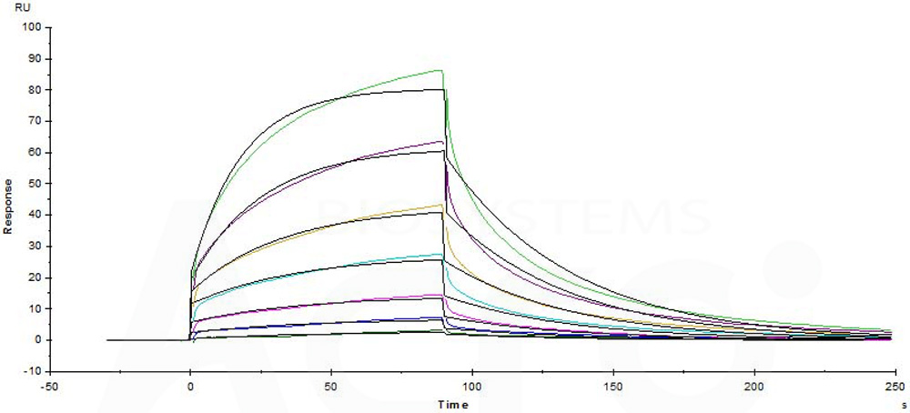Fc gamma RIIIB / CD16b (NA2) SPR