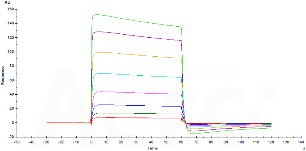 Fc gamma RIIB / CD32b SPR